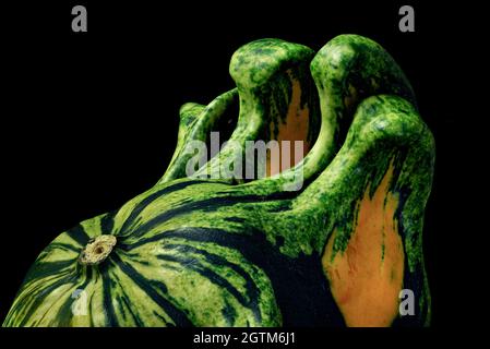 Nahaufnahme von seltsamen Formen und Farben der Unterseite eines Kürbisse. Stockfoto