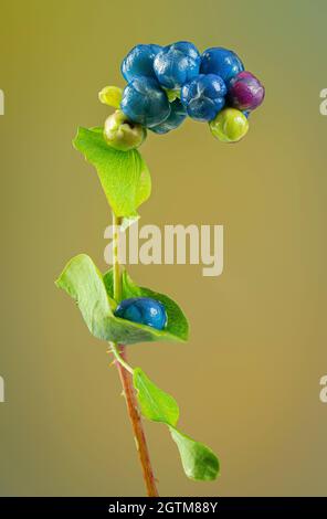 Beeren und Blätter einer kilometerlangen Weinrebe (Persicaria perfoliata), einem hochinvasiven, in Asien heimischen Unkraut. Dicke Matten der Pflanze ersticken heimisch Stockfoto