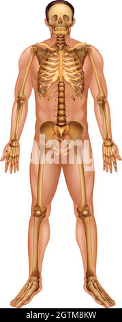 Menschliches Skelett-Systems Stock Vektor
