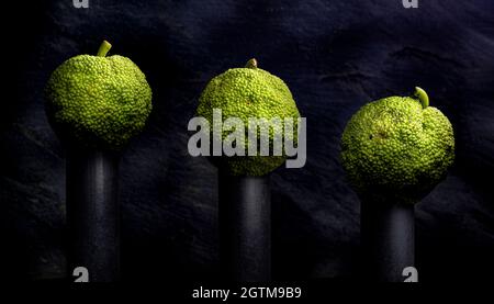 Früchte des Osage-Orangenbaums (Maclura pomifera) als Stillleben. Die Art gehört zur Familie der Moraceae, zu der Feigen, Maulbeeren, Brotfrucht, ein Stockfoto