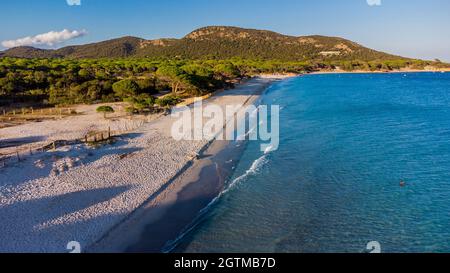 Luftaufnahme von Palombaggia Beach im Süden von Korsika, Frankreich - berühmte Pinienwald auf der Insel Korsika, in der Nähe des türkisfarbenen Wassers der Stockfoto