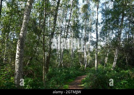 Holme Fen National Nature Reserve, Teil des Great Fen in der Nähe von Ramsey St Mary, Cambridgeshire, Großbritannien Stockfoto