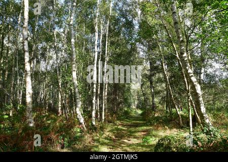 Holme Fen National Nature Reserve, Teil des Great Fen in der Nähe von Ramsey St Mary, Cambridgeshire, Großbritannien Stockfoto