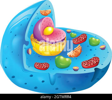 Eukaryotische Zelle Stock Vektor