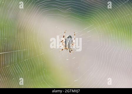 Europäische Gartenspinne (Araneus diadematus) im Netz. Die Art ist auch als Diadem-Spinne, Orangie, Kreuzspinne und gekrönter Orbis-Weber bekannt Stockfoto