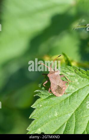 Dock Bug (Coreus marginatus), eine Art von Squash Bug Stockfoto