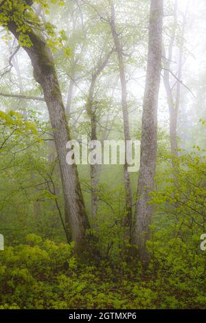 Laubwaldweg am sommerlichen nebligen Tag. Stockfoto