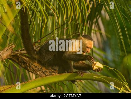 Weißkopfkaputschin (Cebus capucinus), auch bekannt als Weißkopfkaputschin oder Weißkehlkaputschin, der in einer Palme in Costa Rica ernährt wird Stockfoto