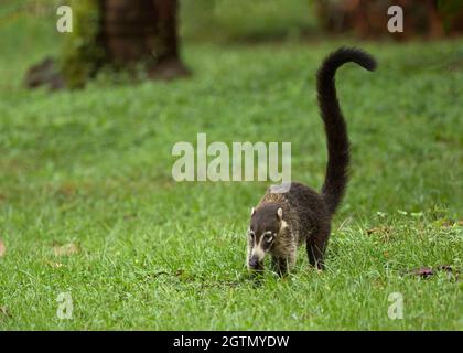 Weißnasencoati (Nasua narica), auch bekannt als Coatimundi, Costa Rica Stockfoto