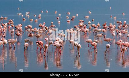 Am Lake Nakuru im Nakuru County, Kenia, versammeln sich riesige Scharen von Pink Flamingos Stockfoto