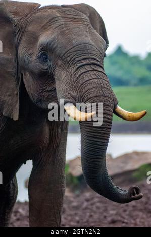 Ein großer Elefantenbulle mit beeindruckenden Stoßzähnen am Ark Waterhole im Aberdare National Park, Kenia. Stockfoto