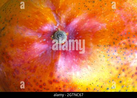 Mango-Frucht, Nahaufnahme von Mango Stockfoto