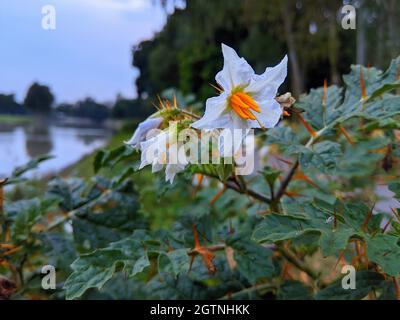 Weicher Fokus von weißen Solanum-Blüten mit stacheligen Blättern in einem Naturpark Stockfoto