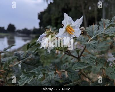 Weicher Fokus von weißen Solanum-Blüten mit stacheligen Blättern in einem Naturpark Stockfoto