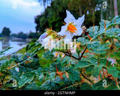 Weicher Fokus von weißen Solanum-Blüten mit stacheligen Blättern in einem Naturpark Stockfoto