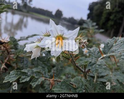 Weicher Fokus von weißen Solanum-Blüten mit stacheligen Blättern in einem Naturpark Stockfoto