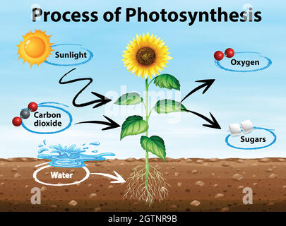 Diagramm, das den Prozess der Photosynthese zeigt Stock Vektor