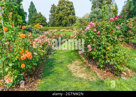 Rosenreihe im Point Defiance Park in Tacoma, Washington. Stockfoto