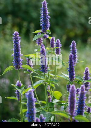 Anishysop blüht. Stockfoto