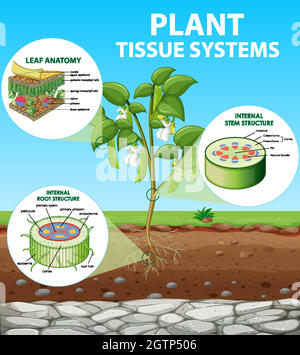 Diagramm mit Tissue-Systemen der Anlage Stock Vektor
