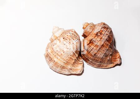 Rapana Venosa auf weißem Hintergrund. Studioaufnahme . Aderwal Rapa Welk, Seeschnecke Stockfoto