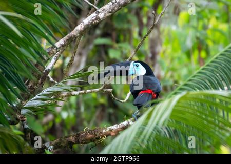 Ein vom Ärmelkanal abgelagerter Toucan, der im Regenwald auf der tropischen Insel Trinidad, Westindien, unter Palmen steht. Stockfoto