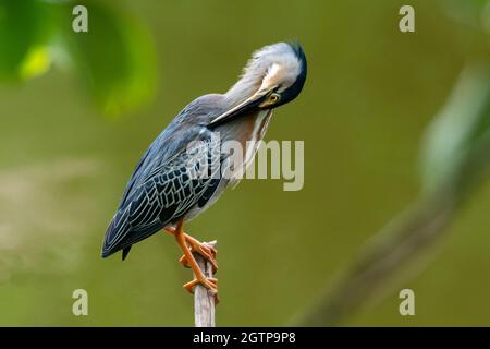 Nahaufnahme eines gestreifte Reihers, der seine Federn über einem Teich aufprest. Stockfoto