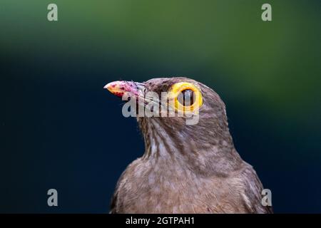 Ein Kopfschuss eines Spectacled Thrush mit einem schmutzigen Schnabel und einem glatten grünen Hintergrund. Stockfoto