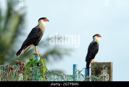 Zwei ausgerustete Caracaras (Caracara plancus), die auf einem Kettengliederzaun mit blauem Himmel stehen. Ein Greifvogelgrabse, der auf einem Posten steht. Stockfoto