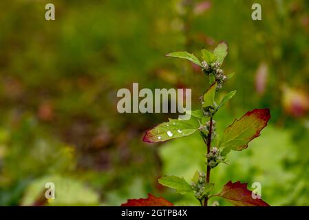 Lambsquarters oder wilder Spinat im lateinischen Chenopodium-Album mit Wassertropfen auf einem der Blätter, Bild aus vasternorrland schweden. Stockfoto