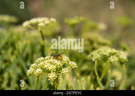 Wilde Honigbiene auf blühendem Seefennel oder crithmum oder Felssamphirie, Nahaufnahme. Biene sammelt Pollen aus der Blume. Bestäubung, Nektar sammeln Stockfoto