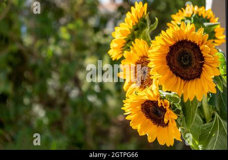 Sonnenblumen Haufen auf grünen Natur Hintergrund, Raum, Karte Vorlage. Helianthus annuus, gewöhnliche Sonnenblume leuchtend gelbe Farbe Herbstblühende Pflanze Stockfoto