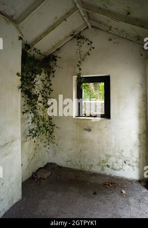 Ivy wächst in einem verlassenen Bahnübergang, der in Crosby, Isle of man, auf der alten Strecke von Douglas nach Peel Schutz bietet Stockfoto