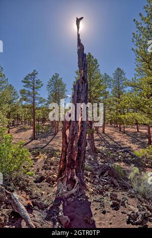 Ein toter ausgebrannter Baum, der vom Blitz am Sunset Crater National Monument in Arizona getroffen wurde. Stockfoto