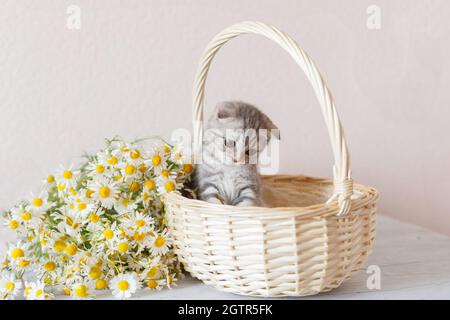 Schottische Falte, die in einem Korb sitzt Stockfoto