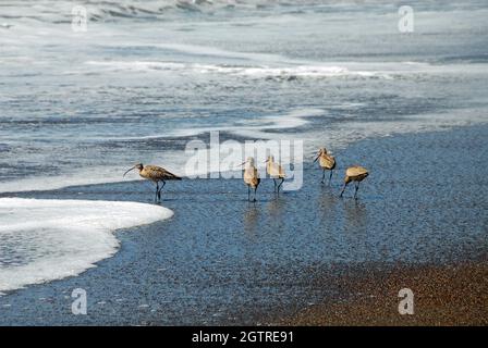 WESTERN Sandpiper am San Simeon (Kalifornien) Beach (Calidris Mauri) Stockfoto