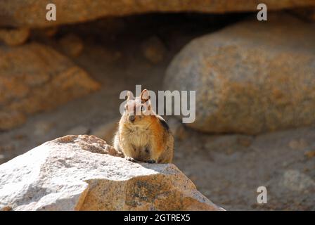 Gelbbauchmarmot (Marmota Flaviventris) in Mammoth Lakes, California, USA Stockfoto