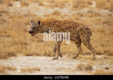 Spotted Hyena - Crocuta crocuta nach dem Essen zu Fuß im Park. Schöner Sonnenuntergang oder Sonnenaufgang in Amboseli in Kenia, Schnauzer in der Savanne, sandig und Stockfoto