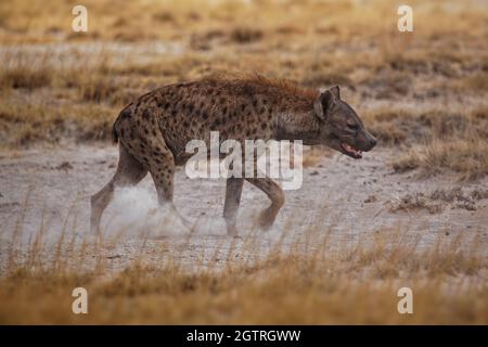 Spotted Hyena - Crocuta crocuta nach dem Essen zu Fuß im Park. Schöner Sonnenuntergang oder Sonnenaufgang in Amboseli in Kenia, Schnauzer in der Savanne, sandig und Stockfoto