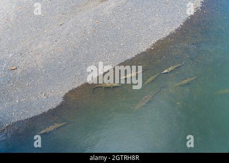 Luftaufnahme von Krokodilen am Ufer eines Flusses. Tarcoles River in Costa Rica Stockfoto