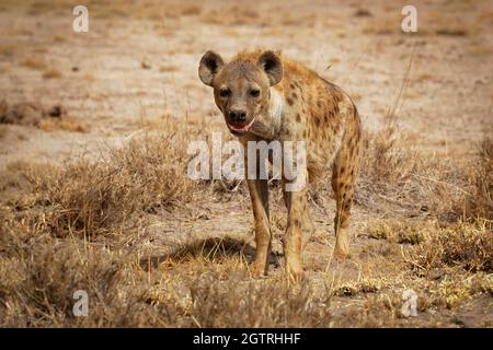 Spotted Hyena - Crocuta crocuta nach dem Essen zu Fuß im Park. Schöner Sonnenuntergang oder Sonnenaufgang in Amboseli in Kenia, Schnauzer in der Savanne, sandig und Stockfoto