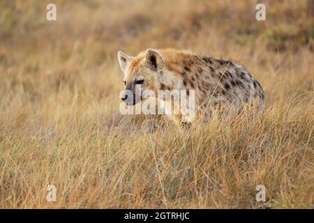 Spotted Hyena - Crocuta crocuta nach dem Essen zu Fuß im Park. Schöner Sonnenuntergang oder Sonnenaufgang in Amboseli in Kenia, junger Fresser in der Savanne, san Stockfoto