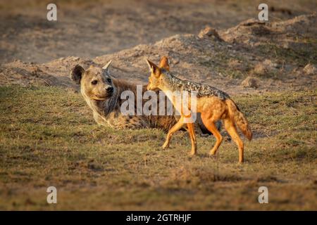 Spotted Hyena - Crocuta crocuta nach dem Essen zu Fuß im Park. Schöner Sonnenuntergang oder Sonnenaufgang in Amboseli in Kenia, liegen Fresser in der Savanne mit Stockfoto