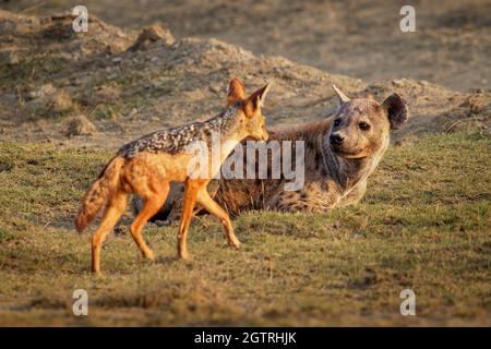 Spotted Hyena - Crocuta crocuta nach dem Essen zu Fuß im Park. Schöner Sonnenuntergang oder Sonnenaufgang in Amboseli in Kenia, liegen Fresser in der Savanne mit Stockfoto