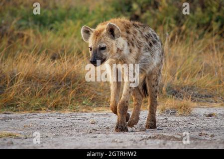 Spotted Hyena - Crocuta crocuta nach dem Essen zu Fuß im Park. Schöner Sonnenuntergang oder Sonnenaufgang in Amboseli in Kenia, junger Fresser in der Savanne, san Stockfoto