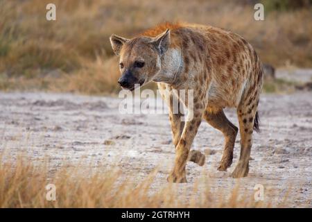 Spotted Hyena - Crocuta crocuta nach dem Essen zu Fuß im Park. Schöner Sonnenuntergang oder Sonnenaufgang in Amboseli in Kenia, Schnauzer in der Savanne, sandig und Stockfoto