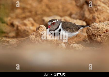 Drei-Gebändert Regenpfeifer - Charadrius tricollaris kleine Wader, wohnhaft in der Region des östlichen und südlichen Afrika und Madagaskar, Inland Flüssen, Pools, und La Stockfoto