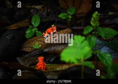 Erdbeergift-Dartfrosch - Oophaga (Dendrobates) pumilio, kleiner giftiger roter Dartfrosch, der in Mittelamerika gefunden wurde, aus dem östlichen Zentrum Nicaraguas Stockfoto