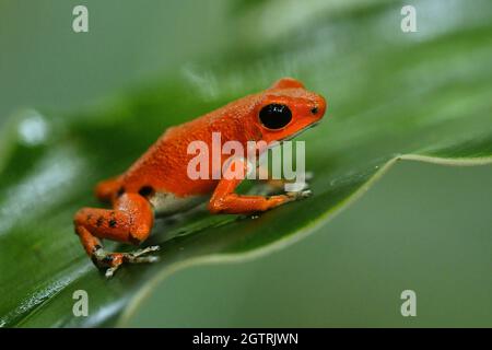 Erdbeergift-Dartfrosch - Oophaga (Dendrobates) pumilio, kleiner giftiger roter Dartfrosch, der in Mittelamerika gefunden wurde, aus dem östlichen Zentrum Nicaraguas Stockfoto