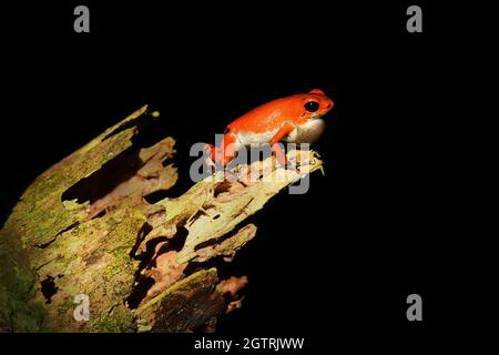 Erdbeergift-Dartfrosch - Oophaga (Dendrobates) pumilio, kleiner giftiger roter Dartfrosch, der in Mittelamerika gefunden wurde, aus dem östlichen Zentrum Nicaraguas Stockfoto